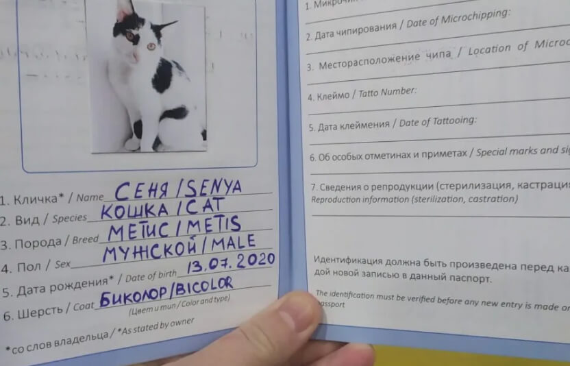 Ветеринар на дому показывает владельцу ветеринарный паспорт с отметками о вакцинации, рядом котенок